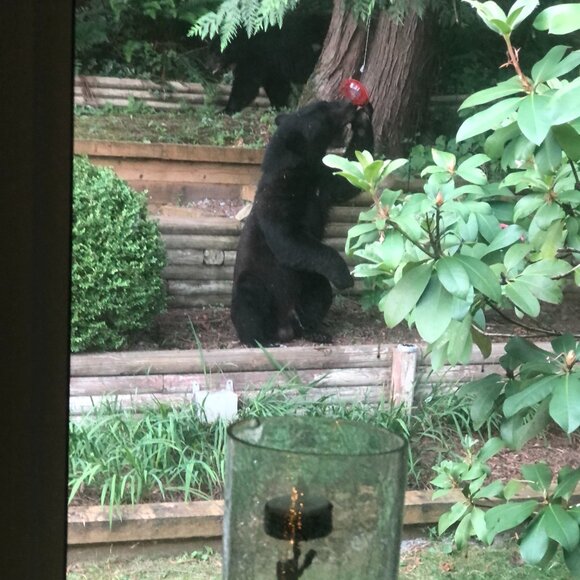 Black Bears and Our Hummingbird Feeder - Picture 2 of 3